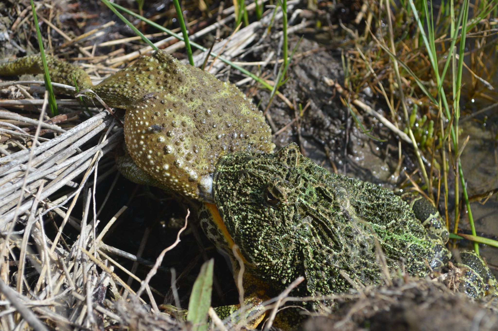 Ceratophrys ornata individual feeding on Rhinella arenarum   Photographed by Javier Gutiérrez